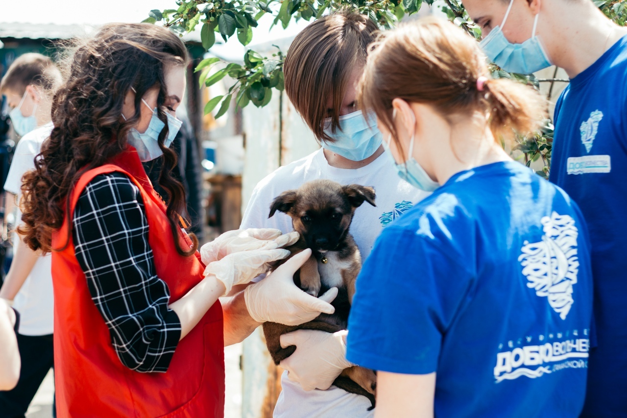 Volunteers help animals. Волонтеры животных. Волонтеры в приюте. Волонтёры бездомных животных. Волонтеры с собаками.